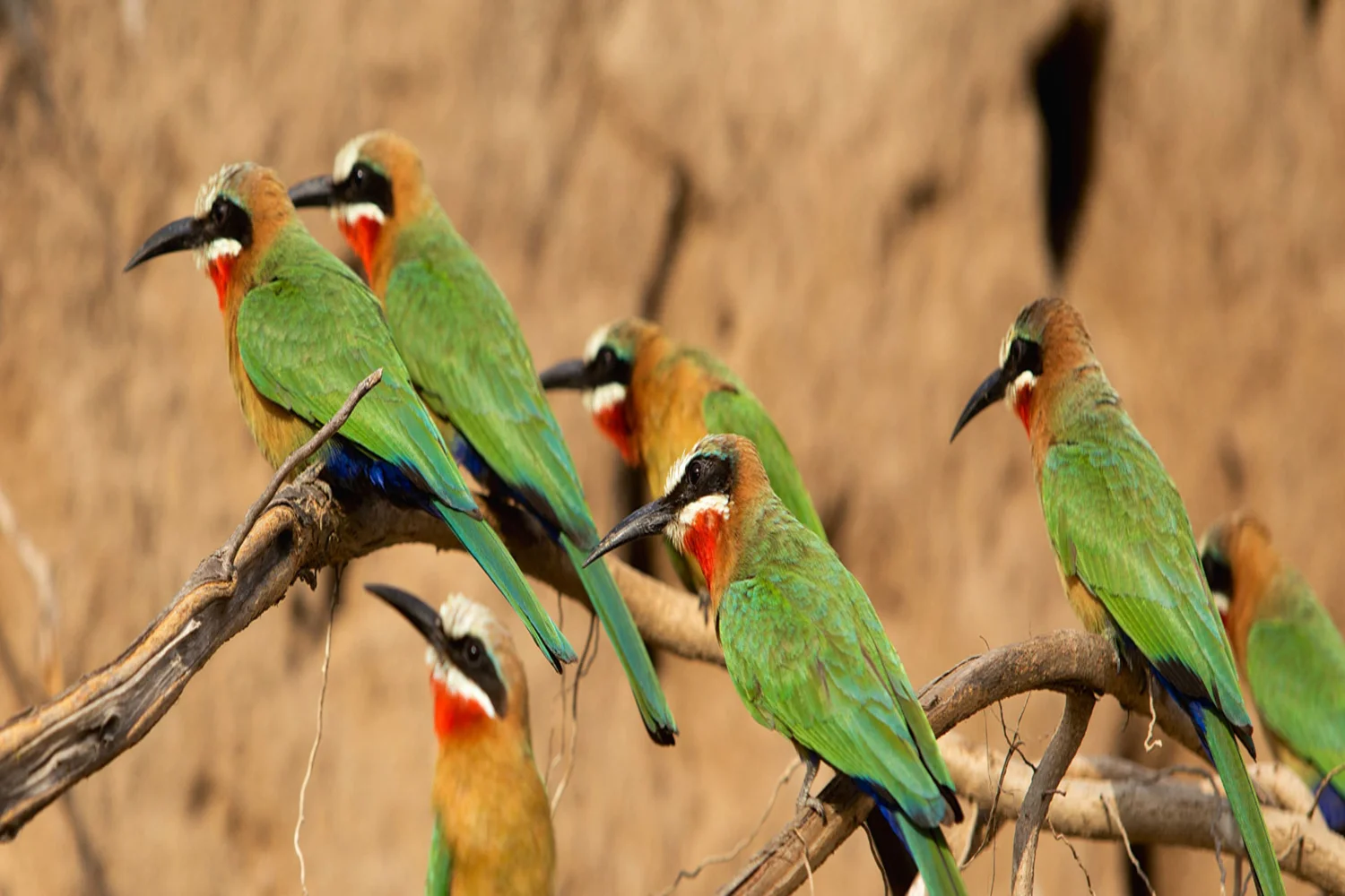 Vogelbeobachtungssafari in Tansania