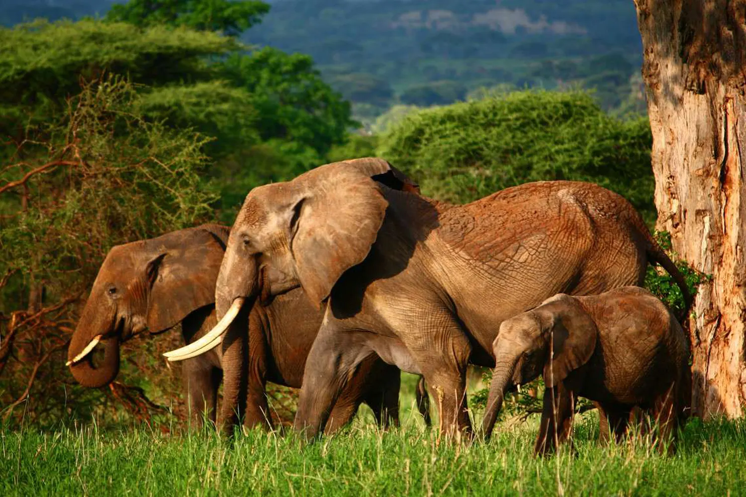 2-tägige Tansania-Safari nach Tarangire und Lake Manyara