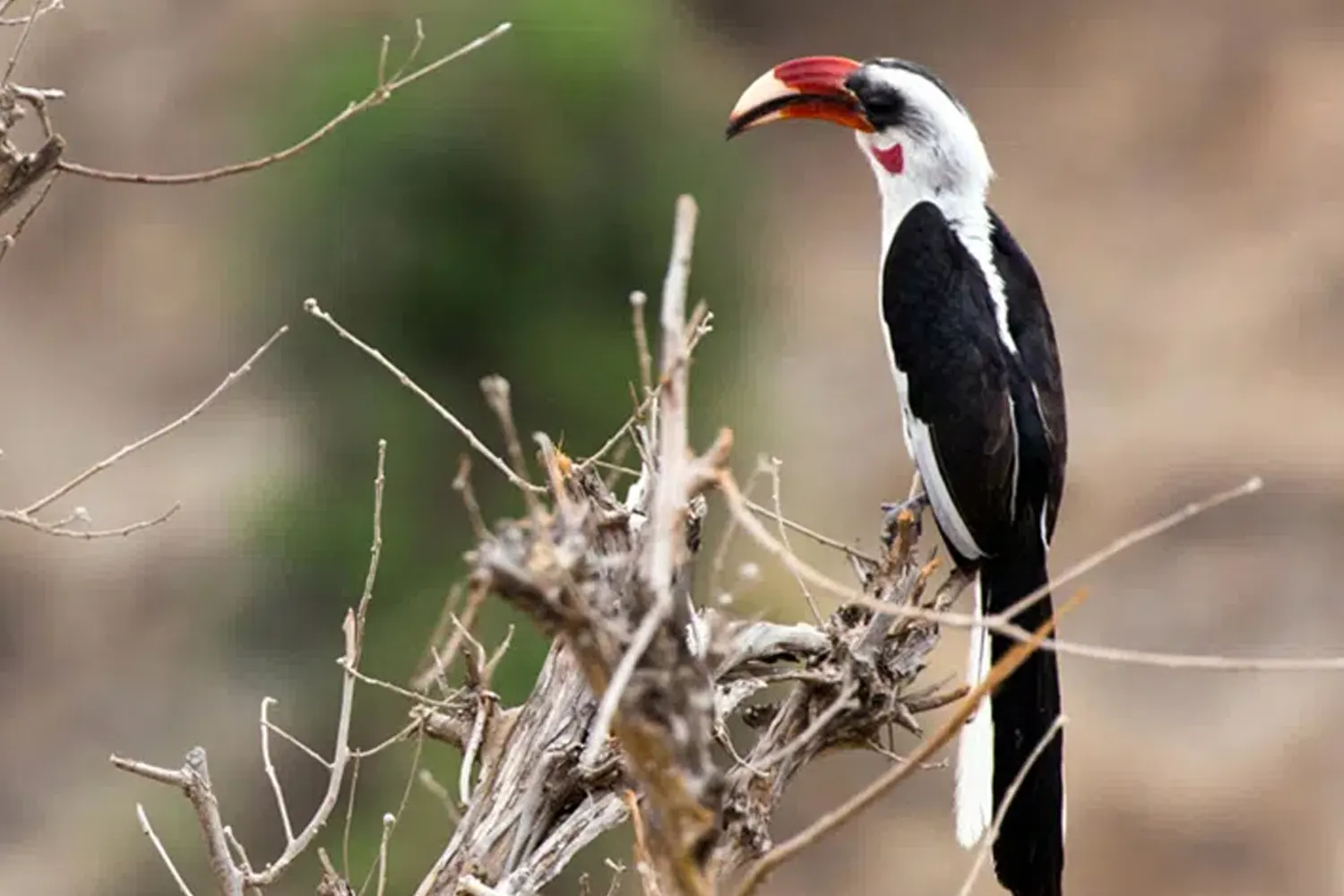 ein Vogel, der während einer 4-tägigen Tansania-Safari im Serengeti-Nationalpark gesichtet wurde