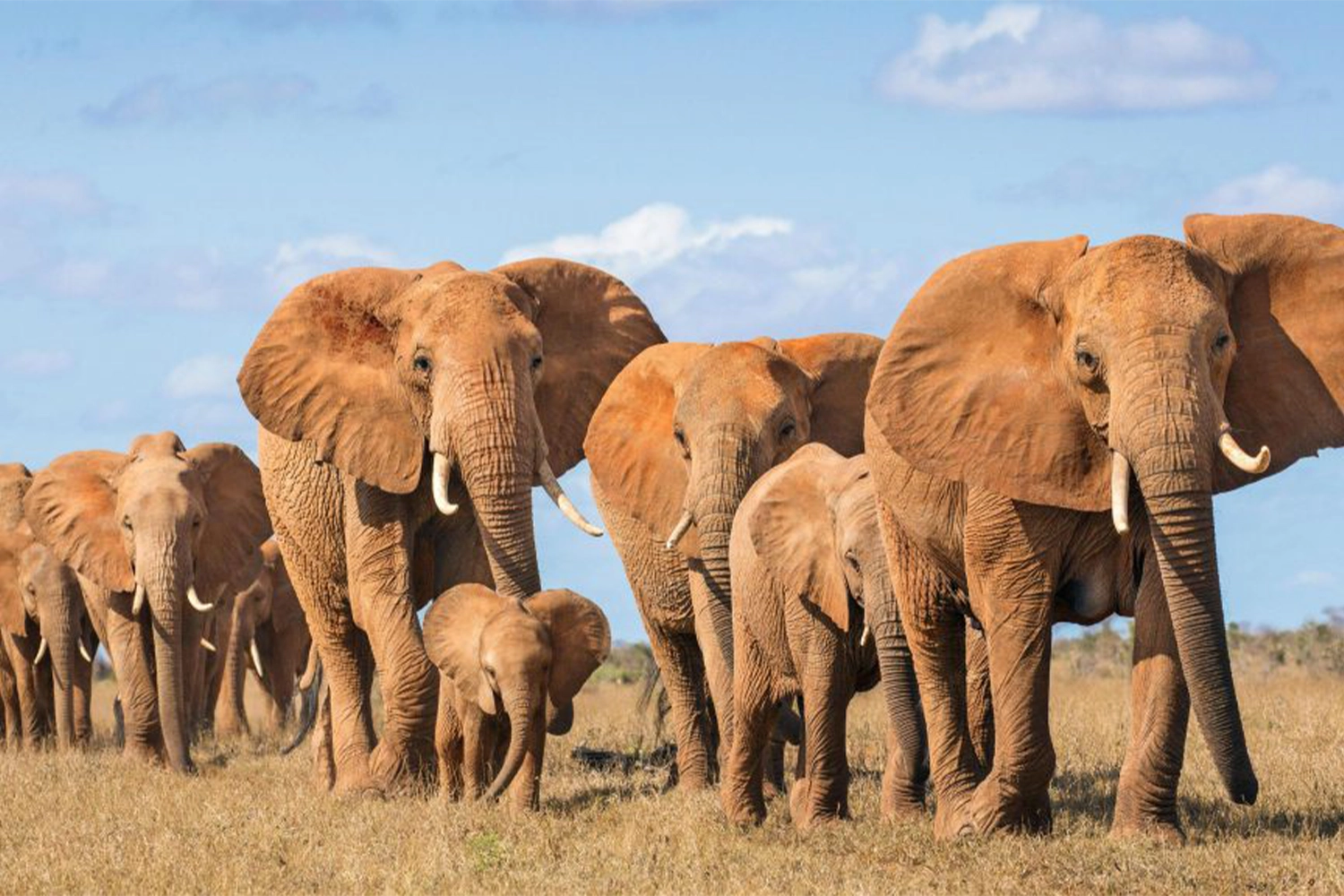 Tarangire-Tagesausflug: Eine eintägige Tarangire-Safari ab Arusha