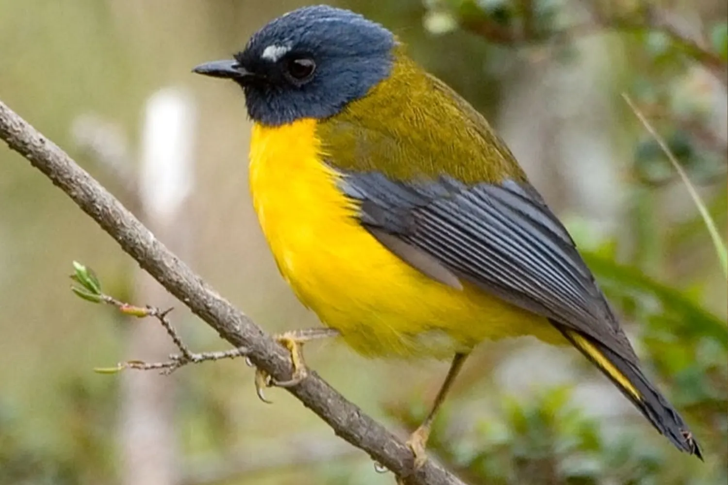 Vogel-Abenteuertour, Erlebnis-Vogeltour