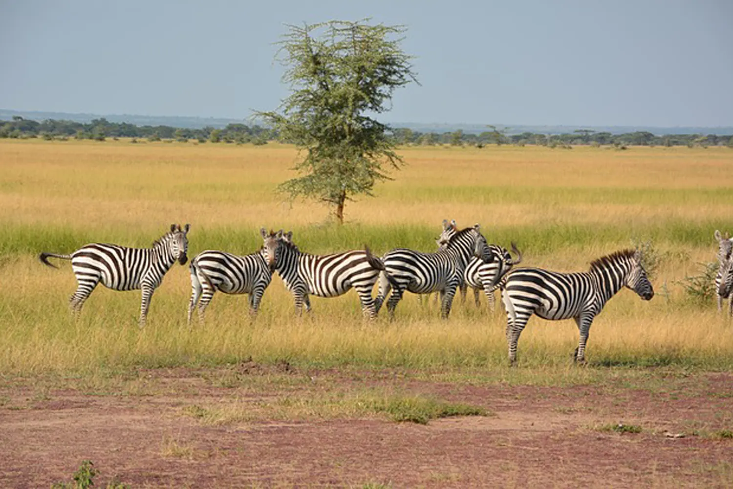 Das beste Safari-Reiseunternehmen in Tansania