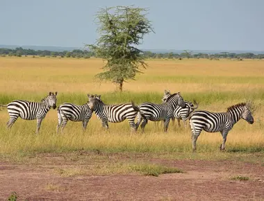 Das Beste Safari-Tour-Unternehmen in Tansania