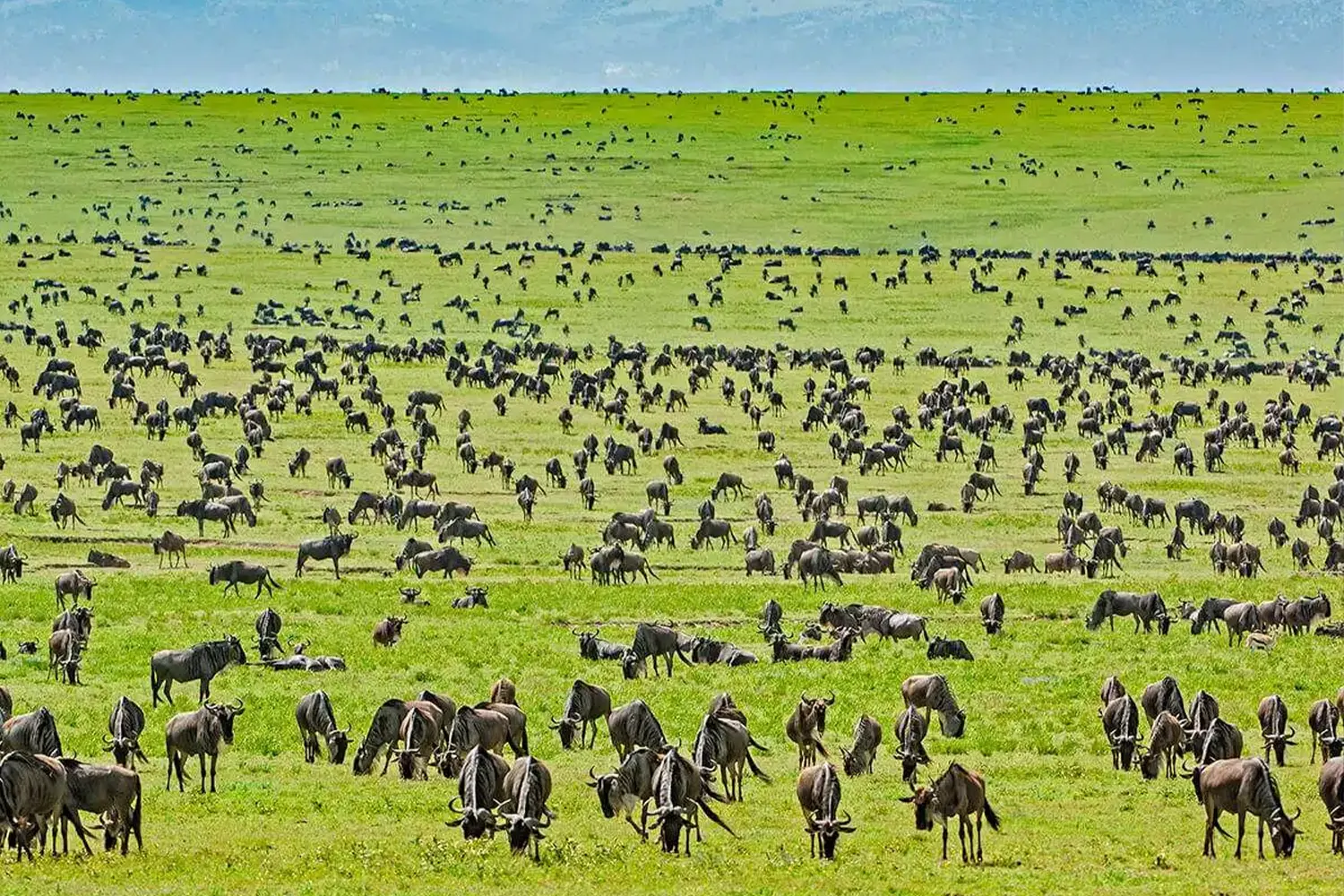 Die Migrationskarte der Serengeti-Gnus