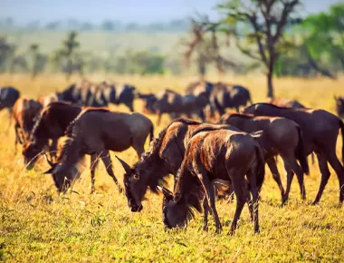 Die Migration der großen Gnus in der Serengeti