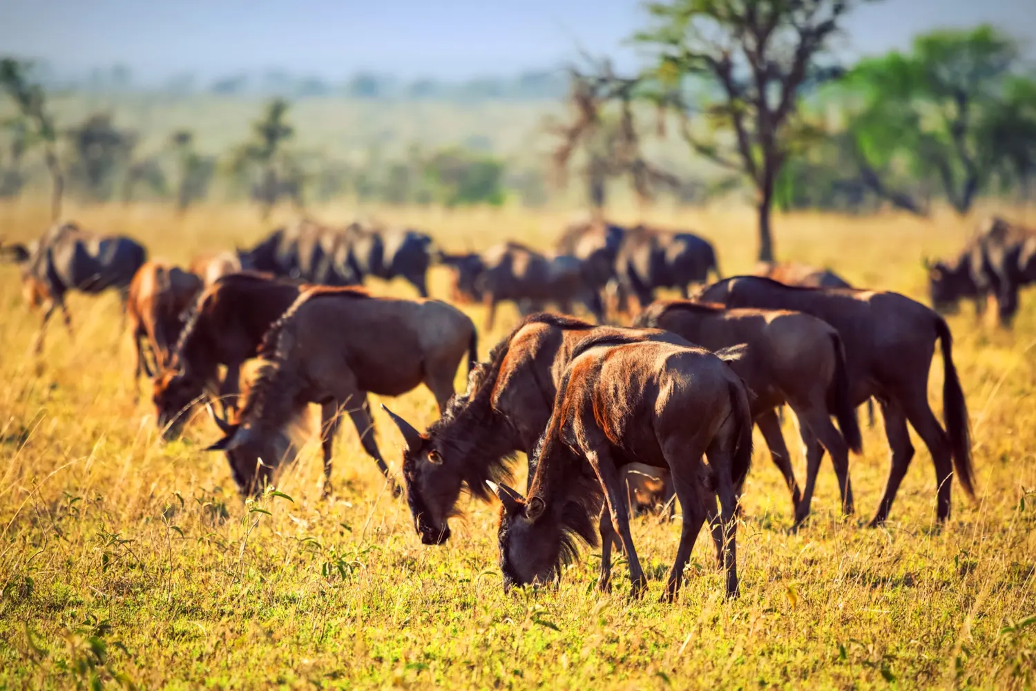 Die Migration der großen Gnus in der Serengeti