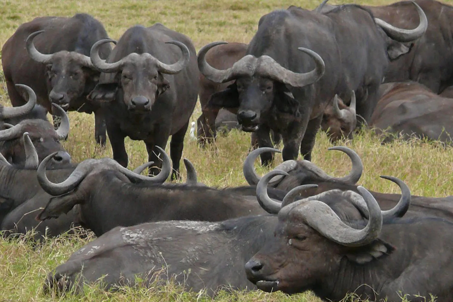 9-tägige Kenia Masai Mara und Tansania Serengeti Tour