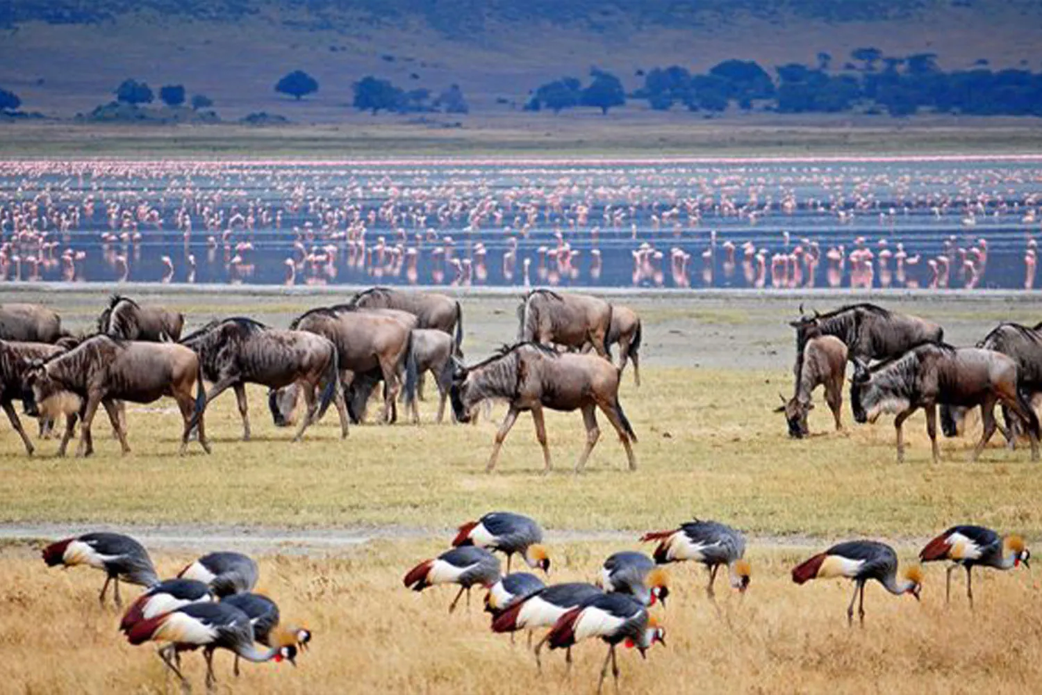 Tansania Ruanda safari tour 