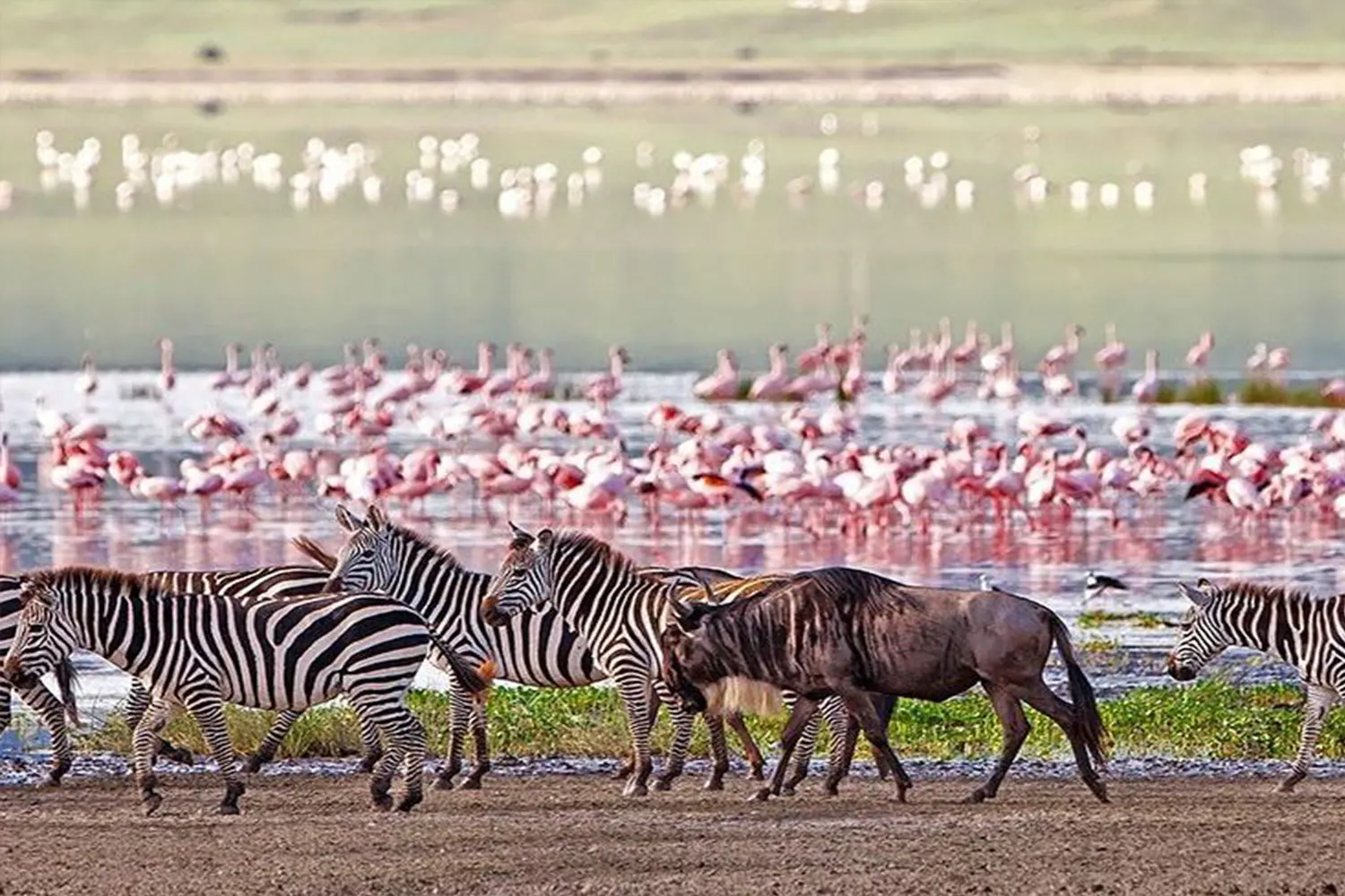 9-tägiger Ngorongoro-Vogelbeobachtungsausflug