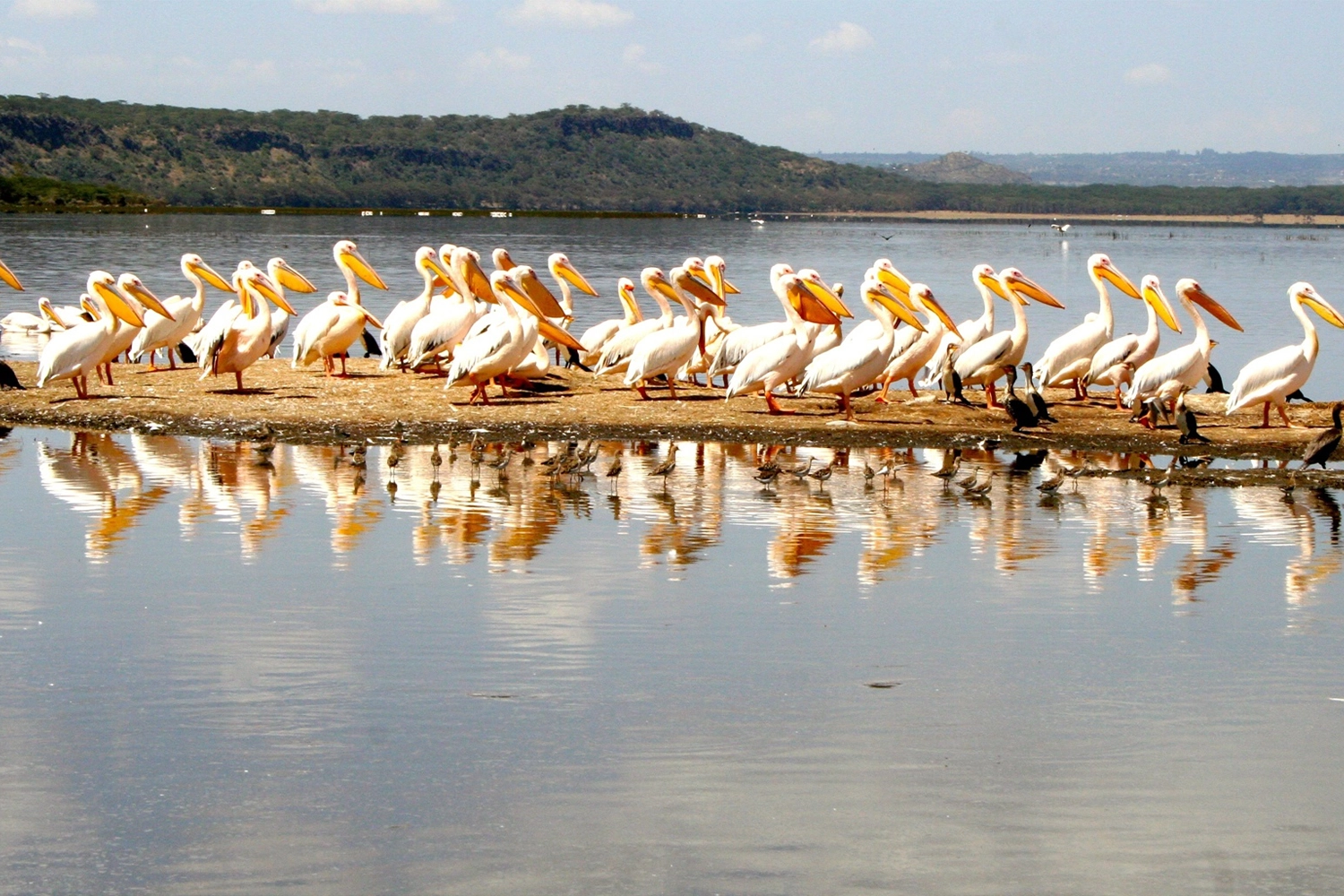 4-tägige Kenia-Safaritour 