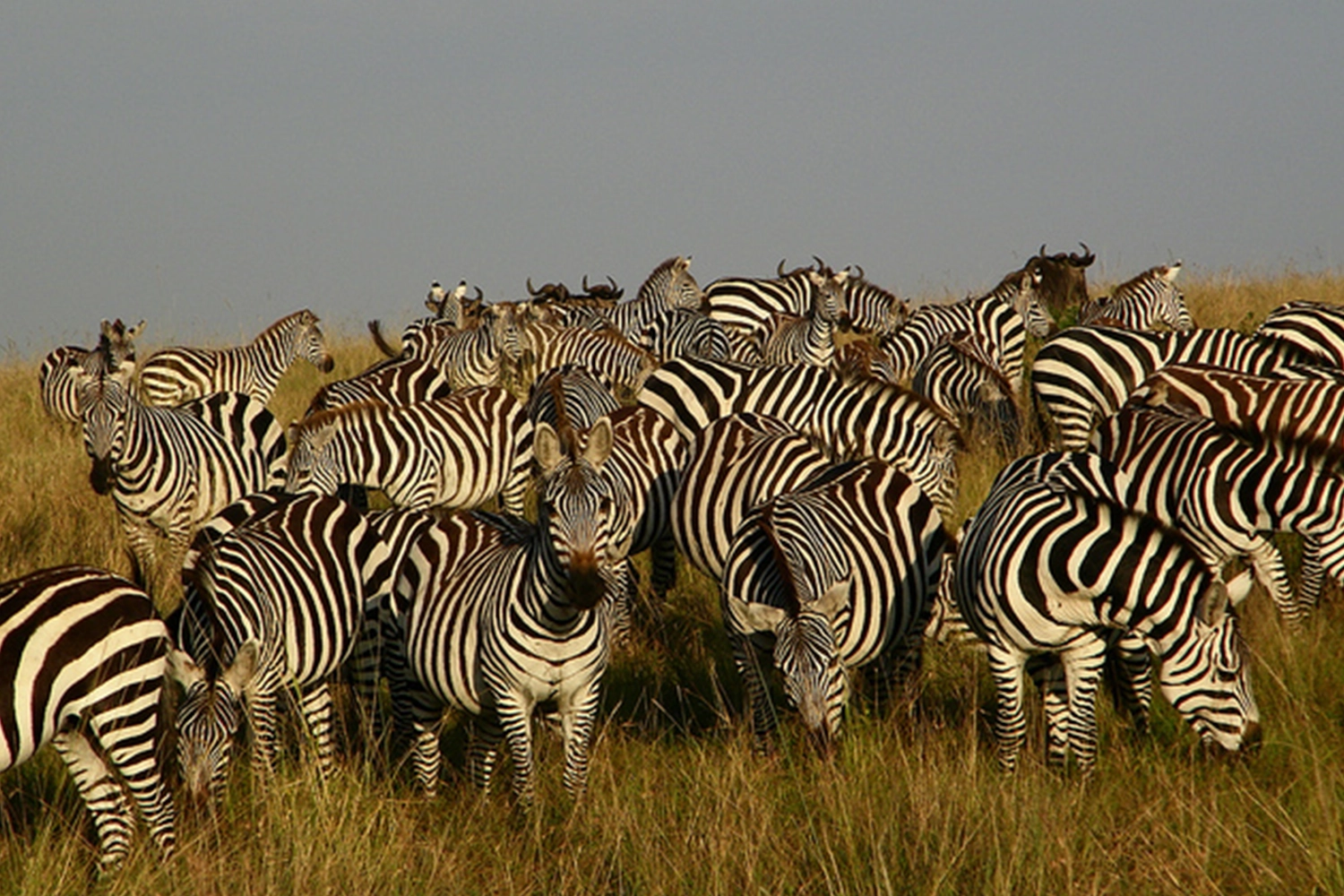 5-tägige Kenia-Safari-Tour