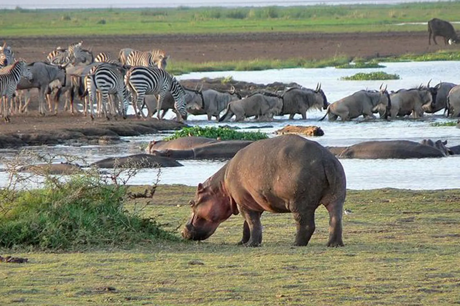 Lake-Manyara-Nationalpark