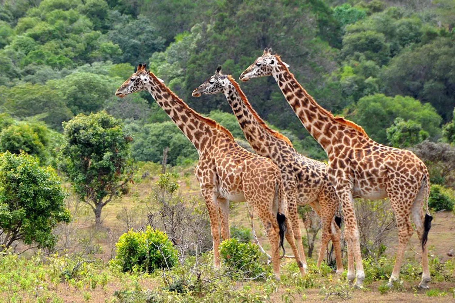 2 Tage private Safari zum Lake Manyara und Ngorongoro