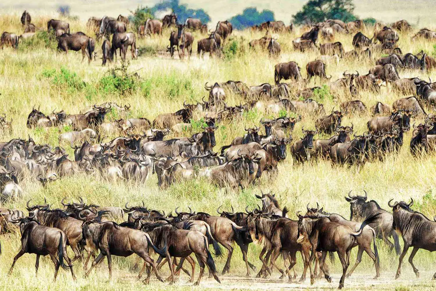 Gnuwanderung im Serengeti-Nationalpark