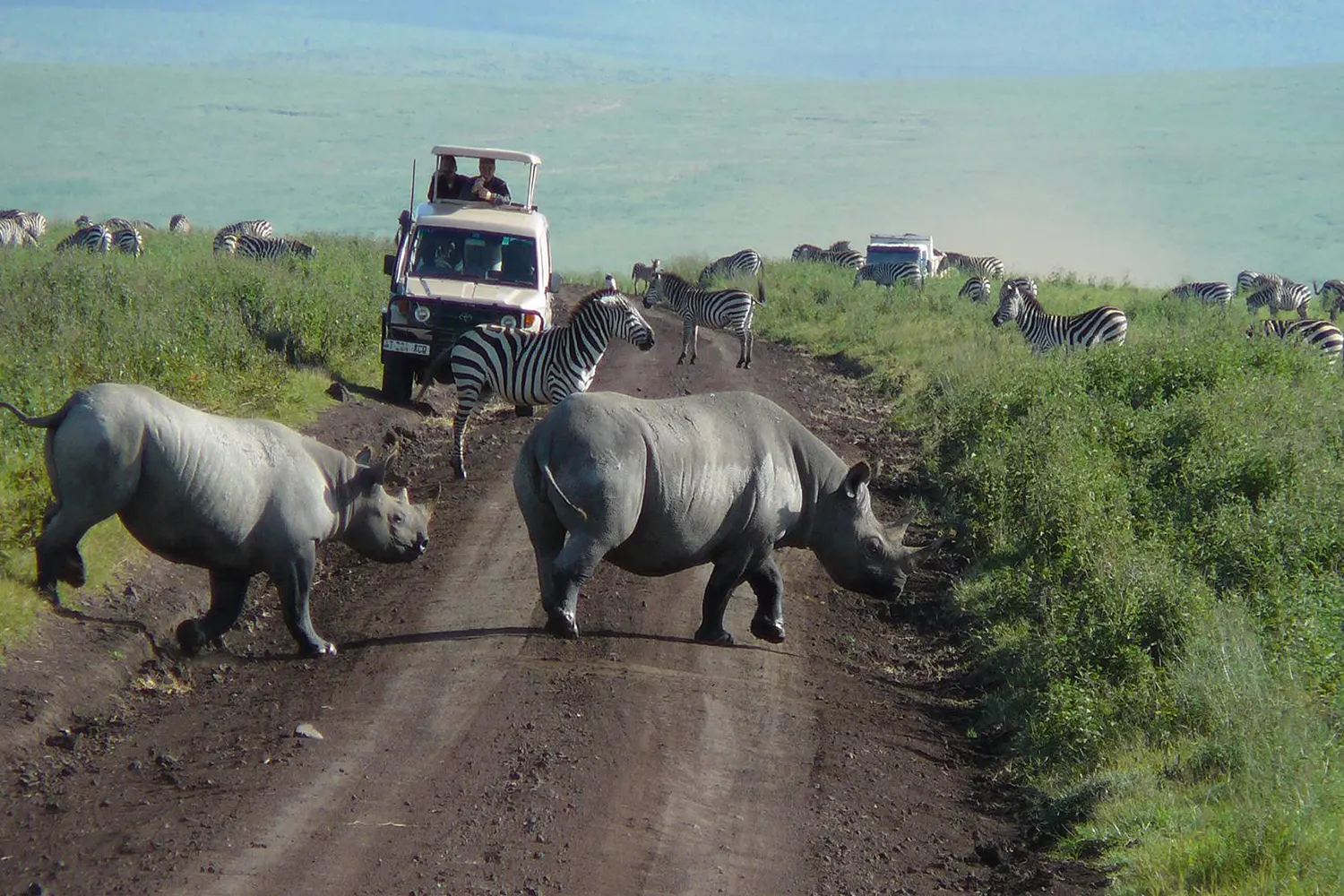 Ngorongoro-Tagesausflug, private Safari