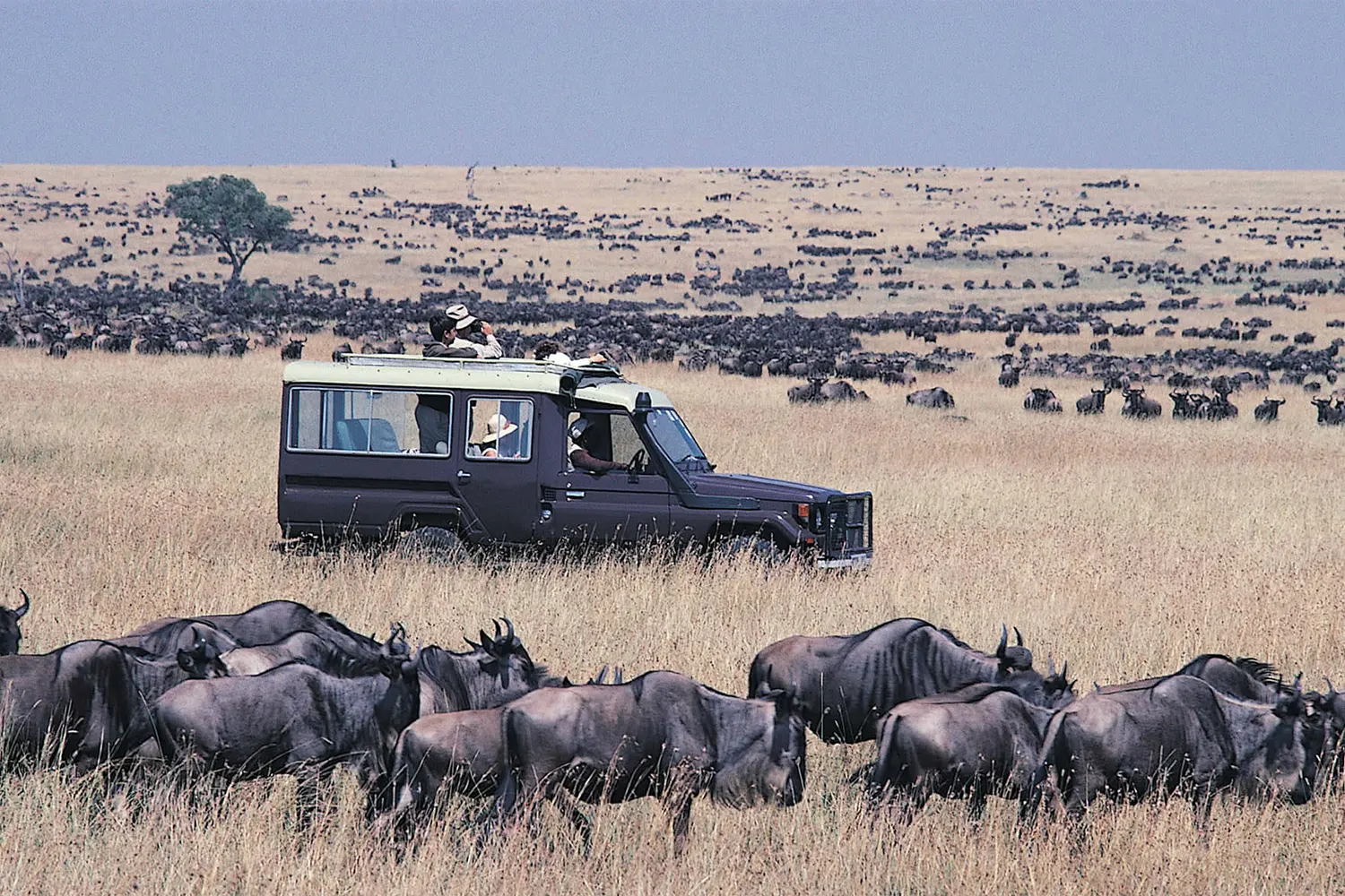 Serengeti-Migrationssafari