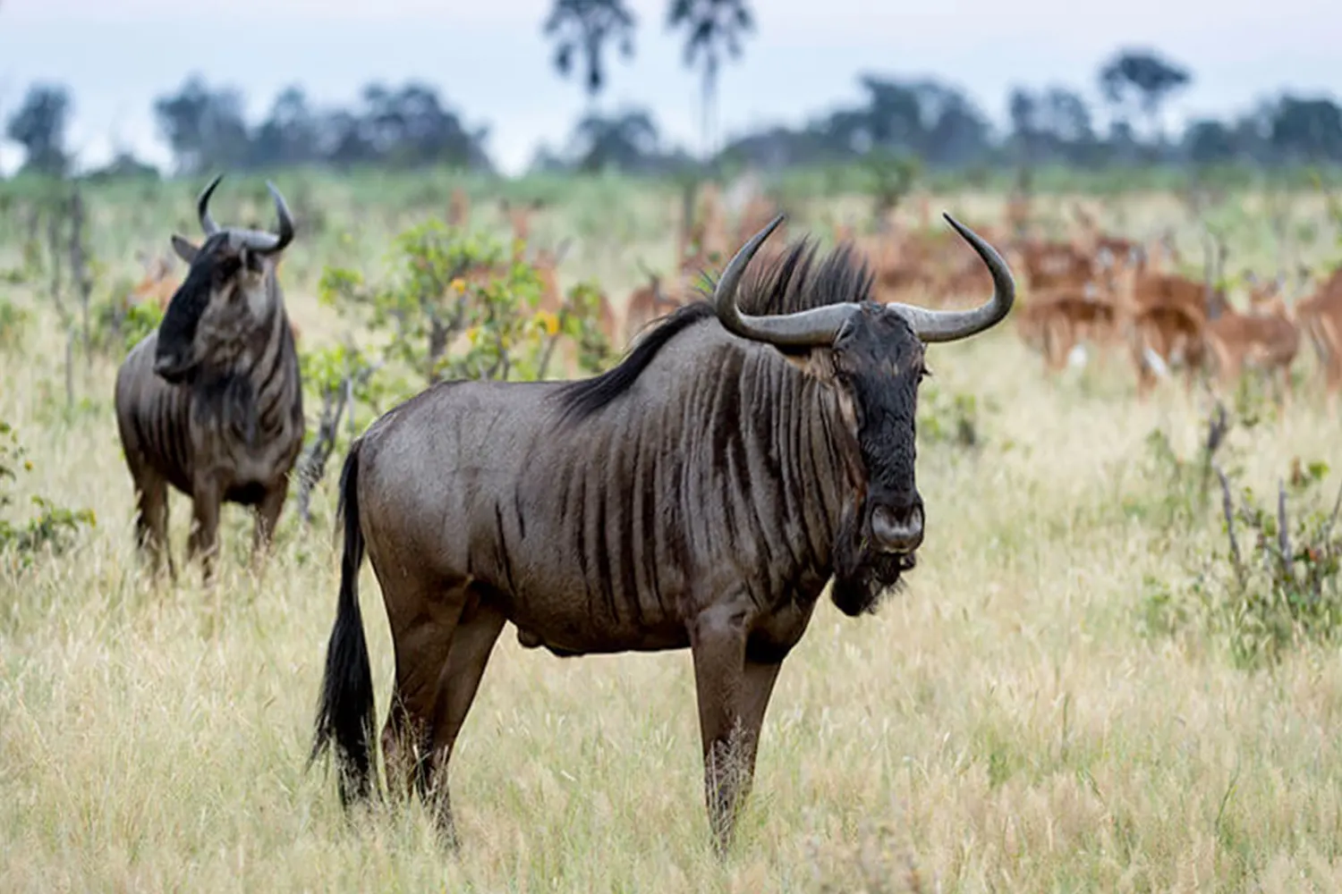 Serengeti-Migrationssafari