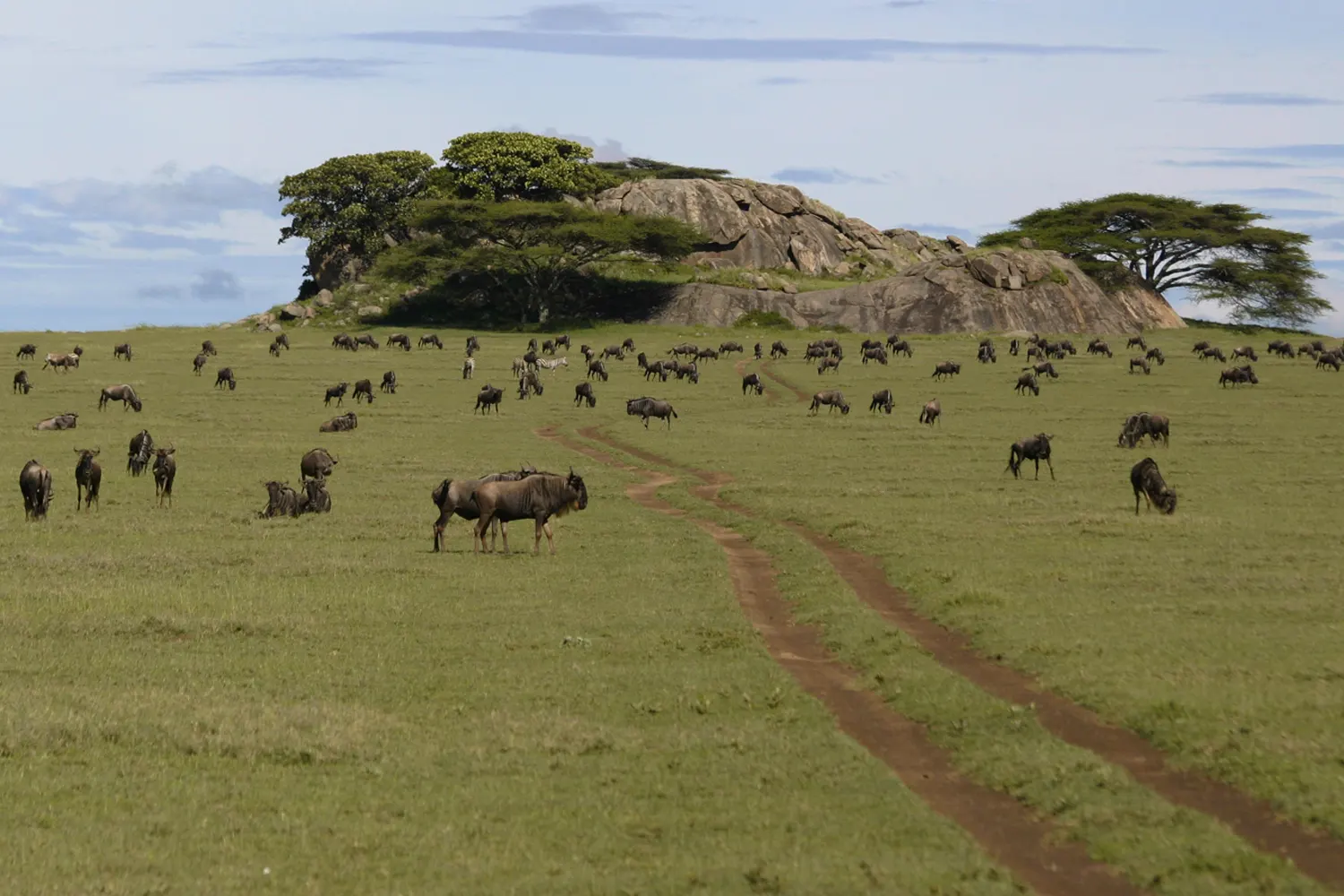 Private Serengeti-Safari