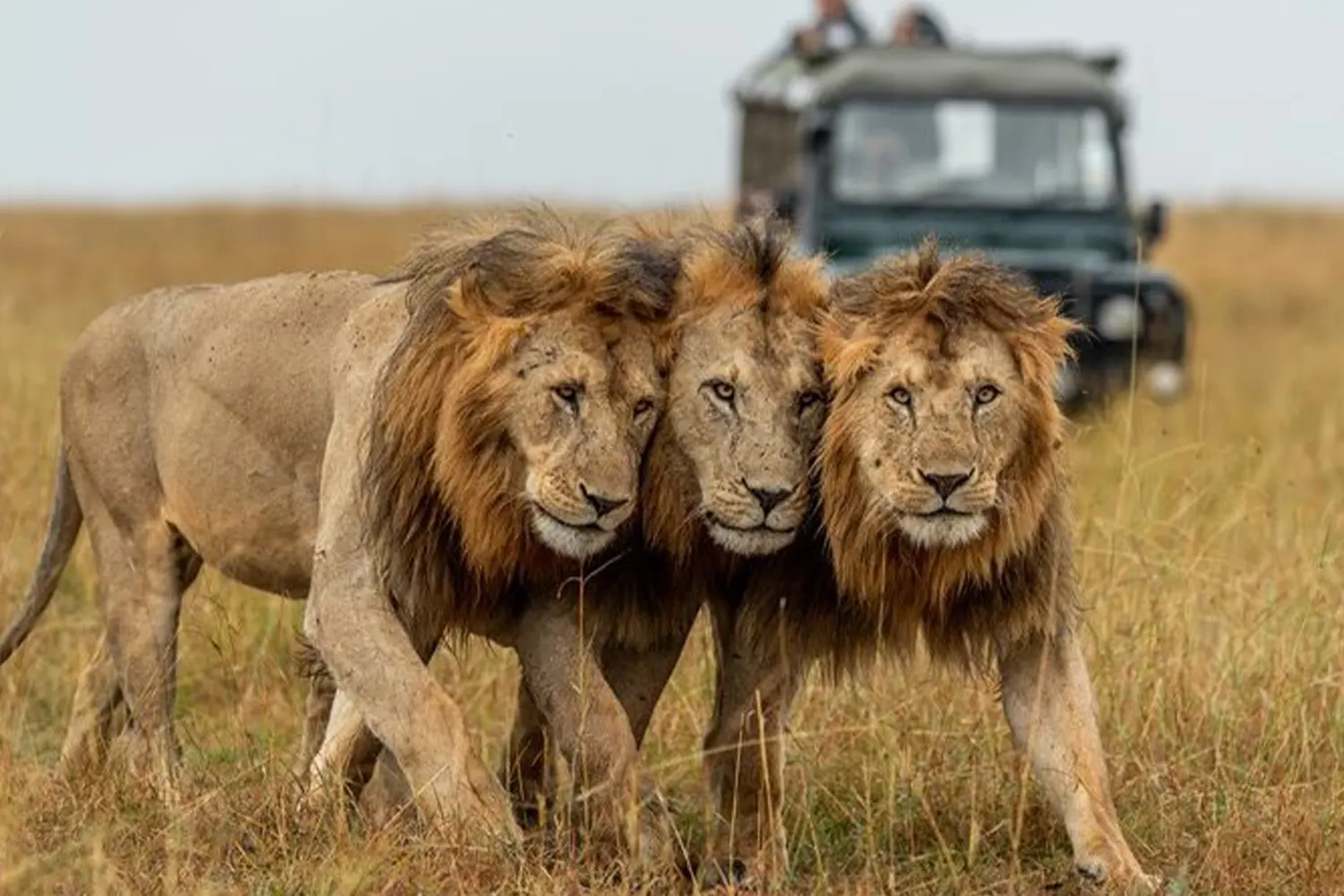 3 Tage Tansania Serengeti Safari