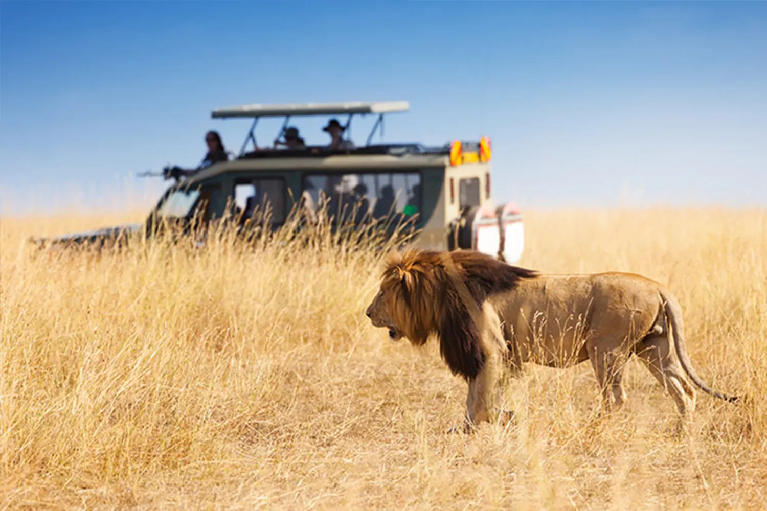 Tansania Safari