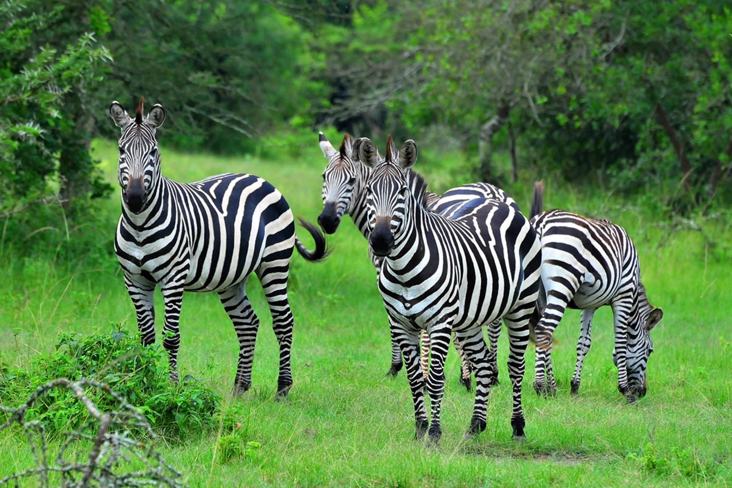 Große Uganda-Safari