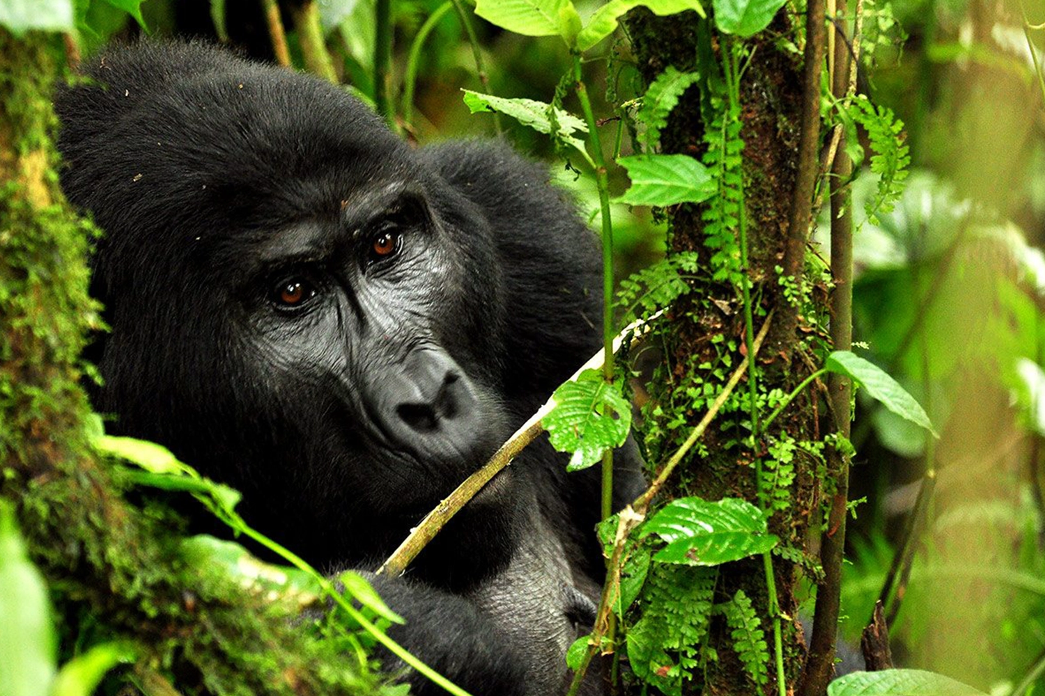 Bwindi Gorilla Trekking