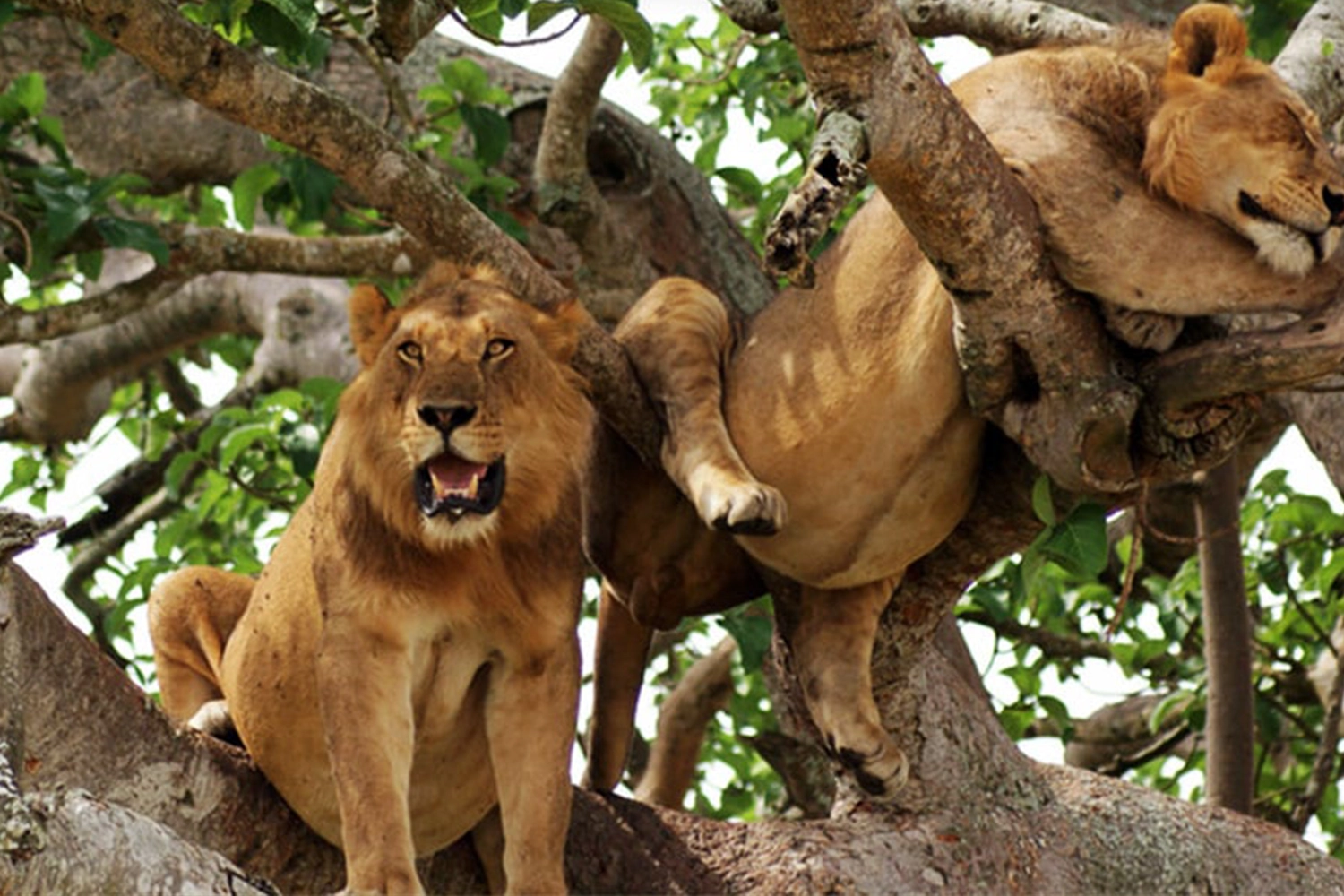 Queen Elizabeth & Kibale Safari