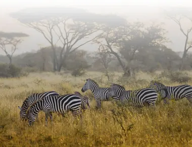 Wie viel ist eine Safari in Tansania?