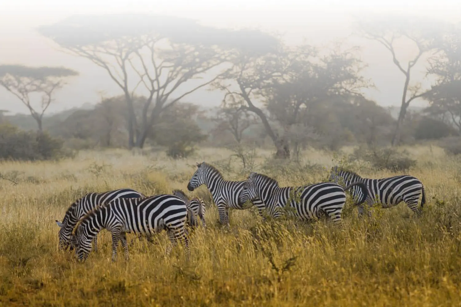 Wie viel kostet eine Safari in Tansania?