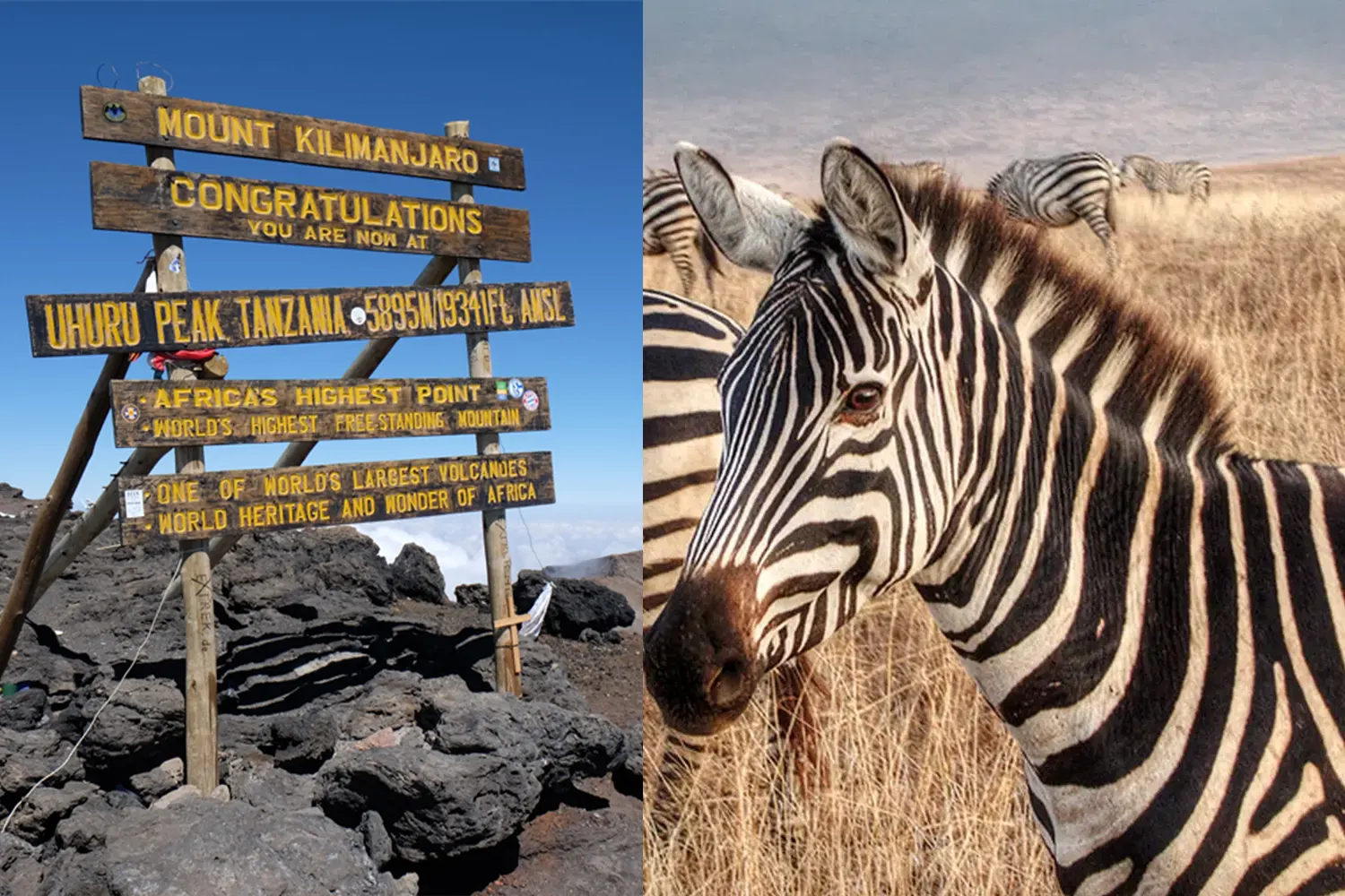 Kilimanjaro Rongai Route und Safari (10 Tage)